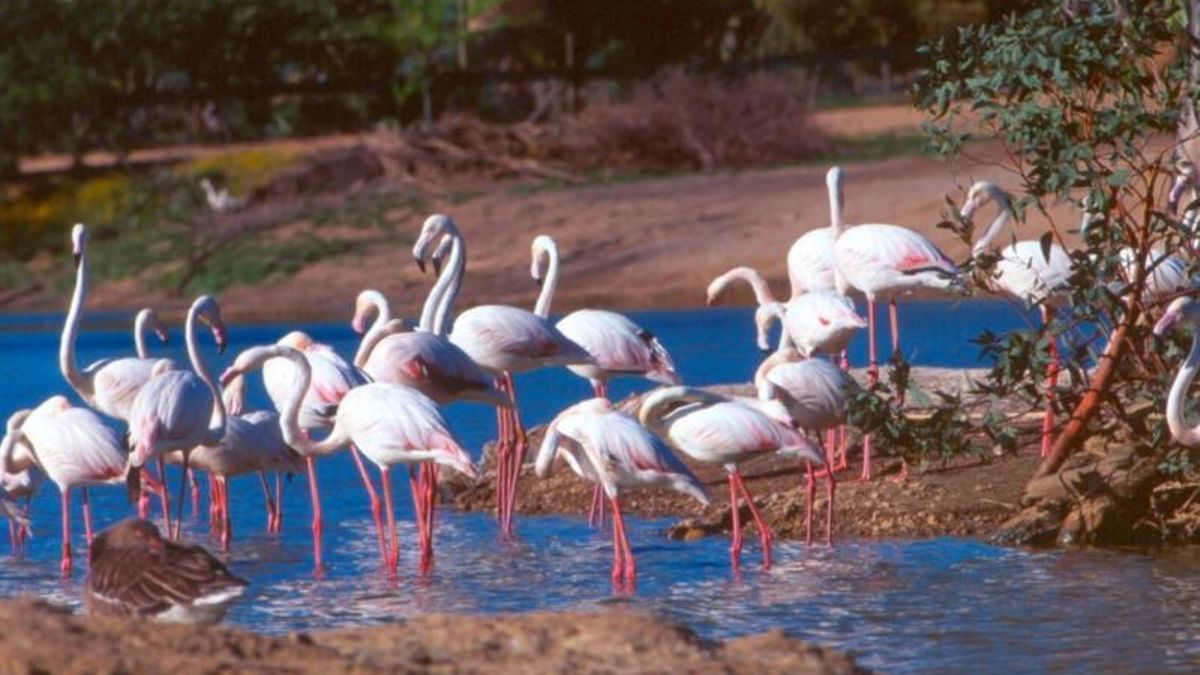 La densidad y variedad de la avifauna permiten que tanto expertos ornitólogos como aficionados disfruten de una experiencia sensorial única
