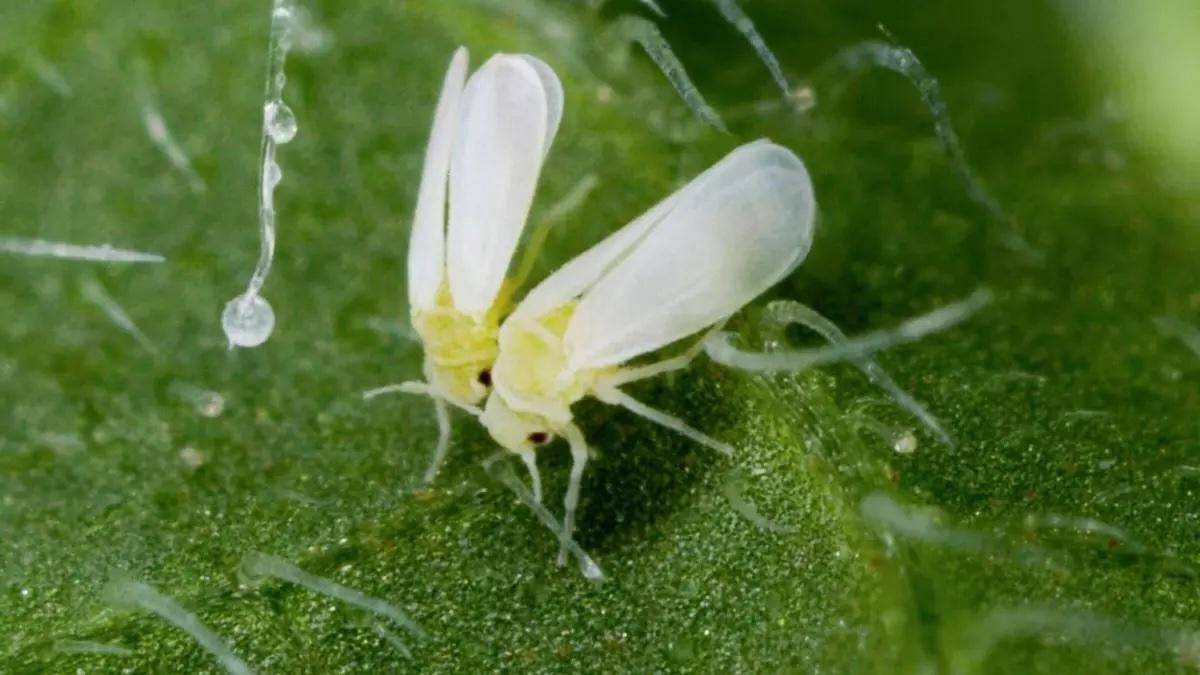 Un ensayo desarrolla  nuevas estrategias para combatir la mosca blanca espiral de la platanera