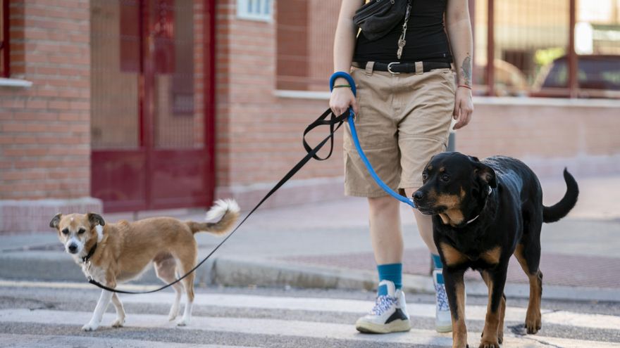 Pacma reclama la construcció a Eivissa d'un crematori públic per a animals