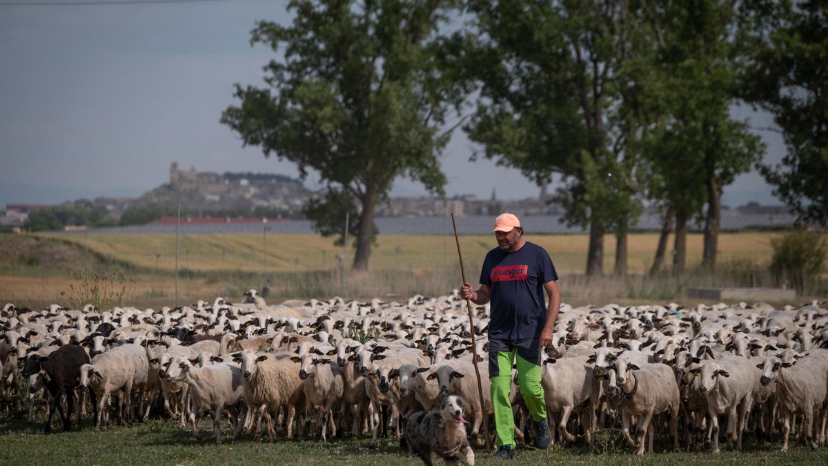 Un rebaño de 800 ovejas de la localidad oscense de Almudévar se ha sumado a Greenpeace para denunciar, con un enorme SOS dibujado en la tierra, la precaria situación que vive el campo español y el agotamiento del insostenible sistema alimentario del país