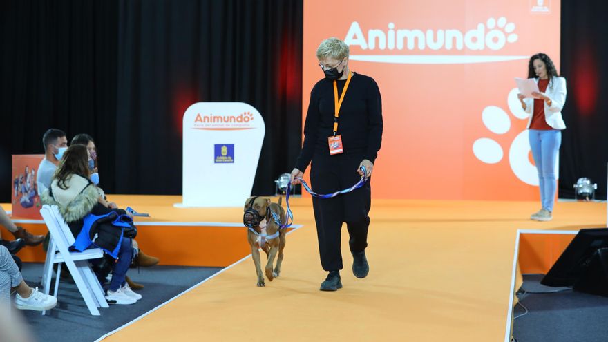 La feria Animundo consigue encontrar familia a 27 perros del albergue del Cabildo de Gran Canaria