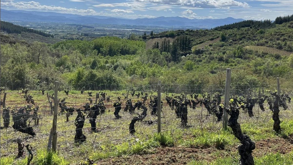 Paraje de viñedo del vino Cosso.