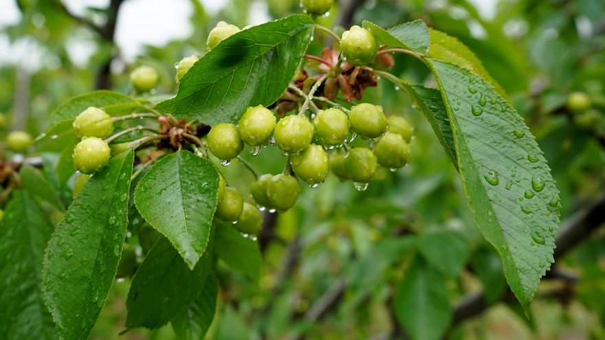 Cereceros del Jerte sobre el acuerdo con China: es una posibilidad ilusionante pero compleja