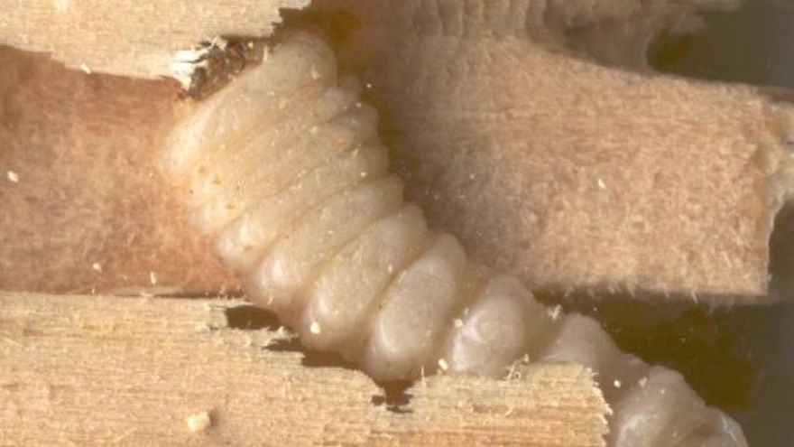 Los mejores remedios para eliminar la carcoma de los muebles y las vigas