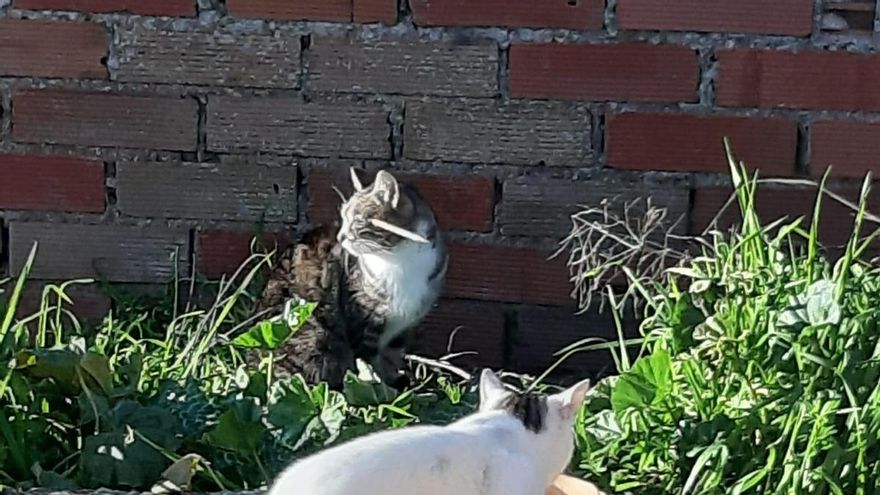 La Guardia Civil investiga el ataque con una flecha de ballesta a una gata en Toledo