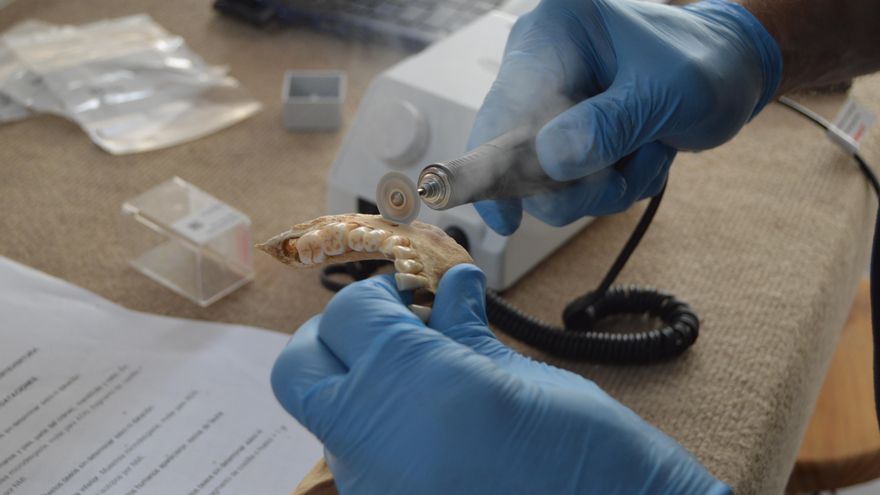 Toma de muestras en una mandíbula aborigen encontrada en Fuerteventura