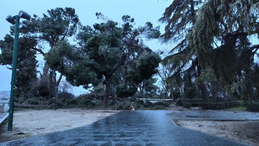 Arbolado del parque de la Vega en Toledo dañado tras el temporal