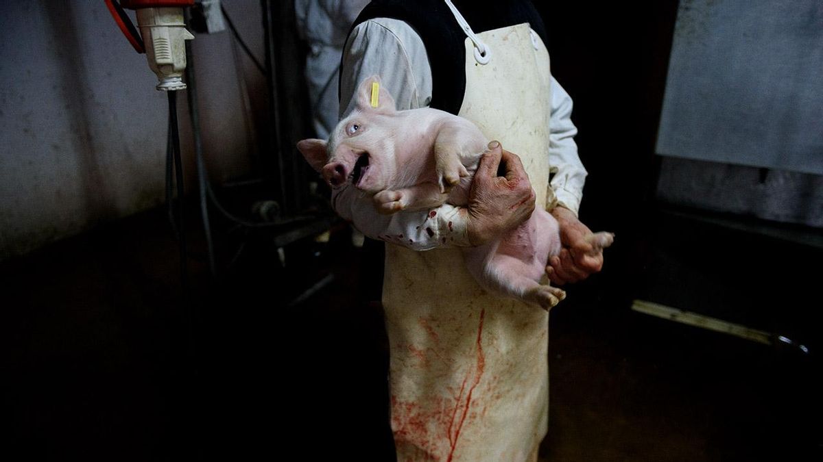 La violencia que no se sirve en la mesa