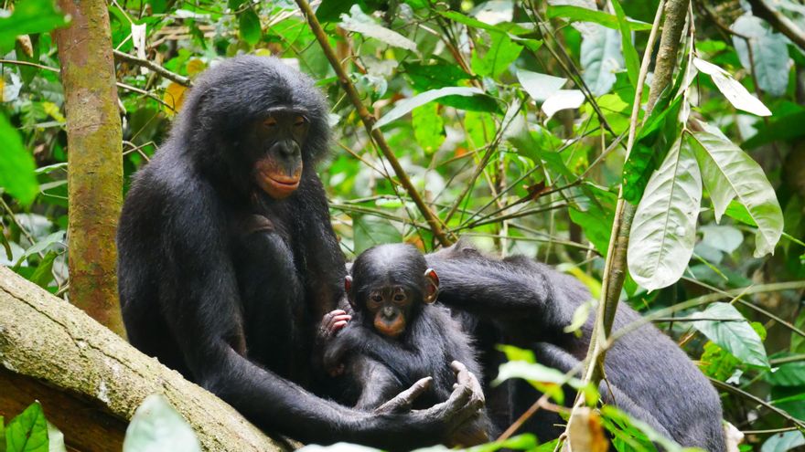 Las hembras de bonobo demuestran que la unión femenina puede derribar cualquier jerarquía