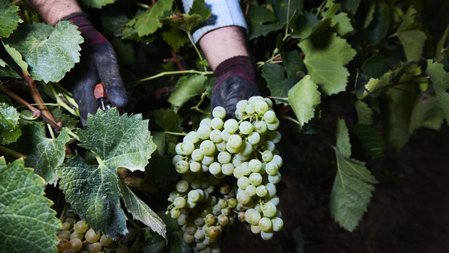 Las altas temperaturas impiden hacer “una previsión realista y con un mínimo de fiabilidad” de la vendimia este año