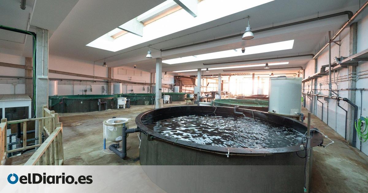 Mueren unos 500 peces de las instalaciones acuícolas de la ULGPC con los mismos síntomas que en Melenara