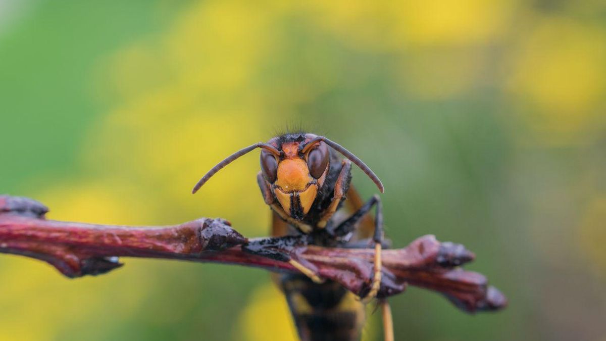 las picaduras de himenópteros, como las avispas, son muy frecuentes en verano