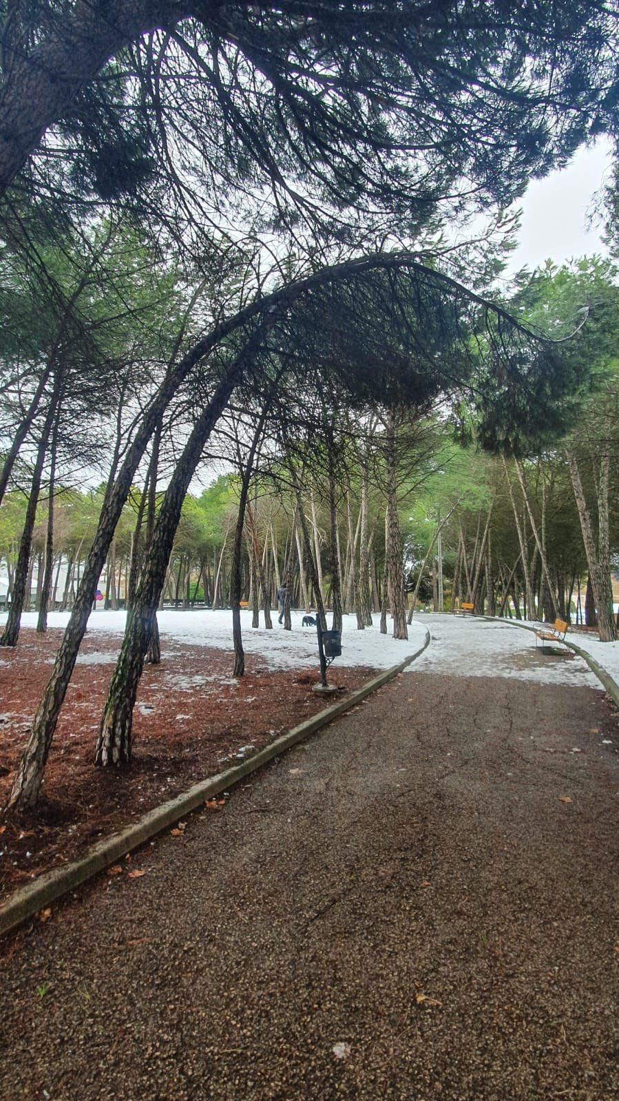 Trabajadores del Servicio de Parques y Jardines Árbol de hoja caduca y la empresa Cauler revisan hoy la vegetación en Cuenca para prevenir la caída de ramas debido al peso de la nieve