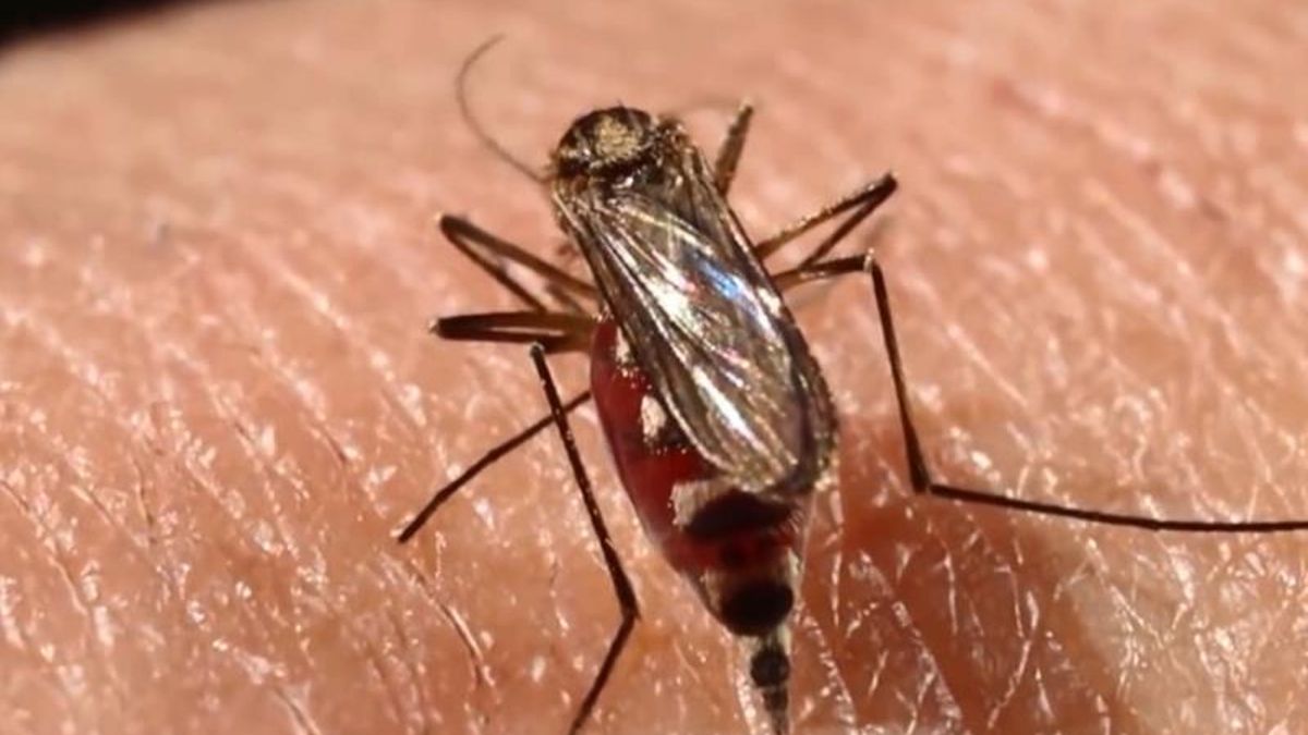 ¿Por qué los mosquitos pican a unas especies y no a otras? La respuesta está en su evolución
