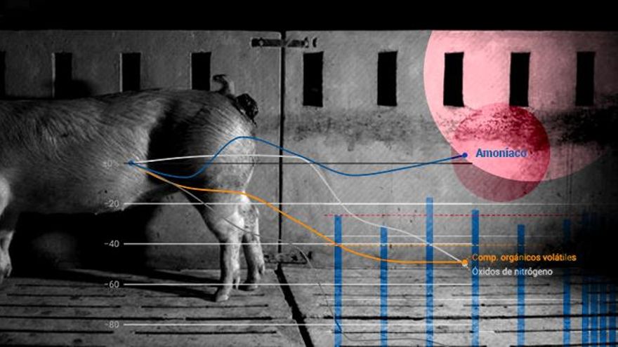 España incumple sus propios límites de emisión de amoniaco desde hace 10 años por el 'boom' de las macrogranjas