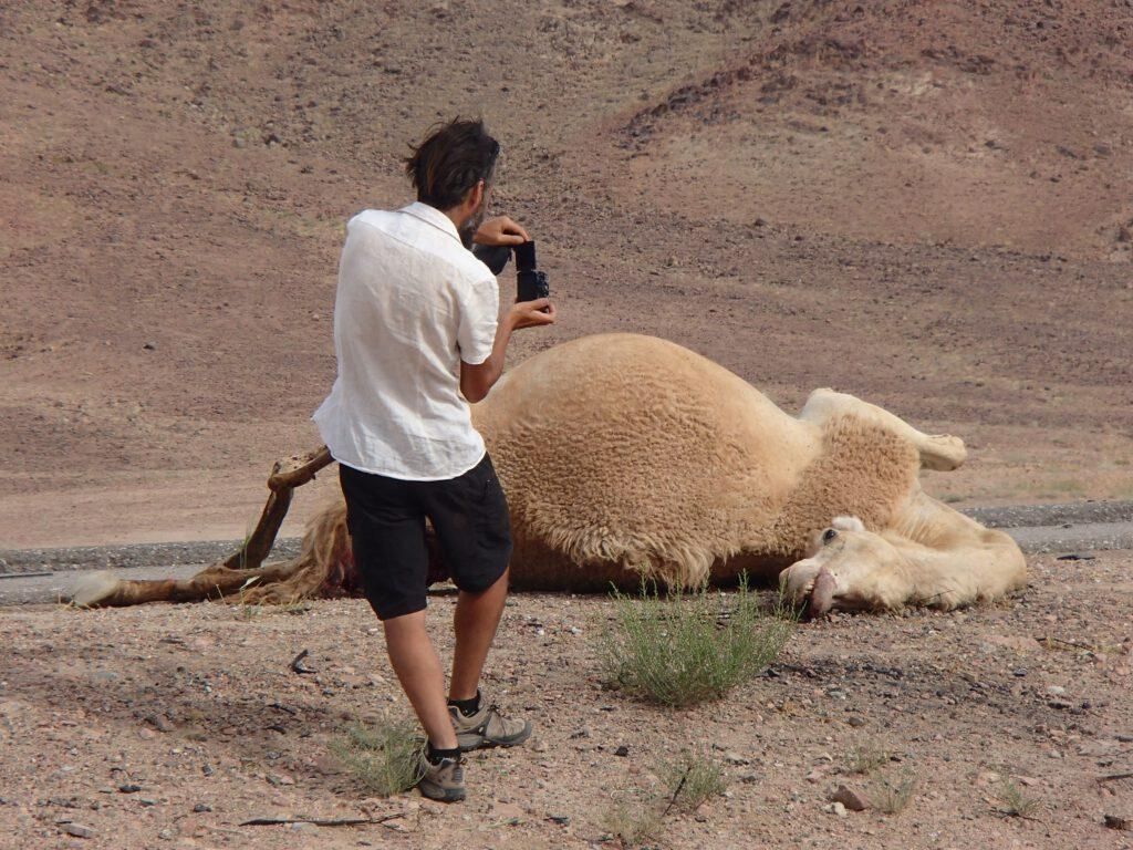 Animales atropellados las otras víctimas de la carretera
