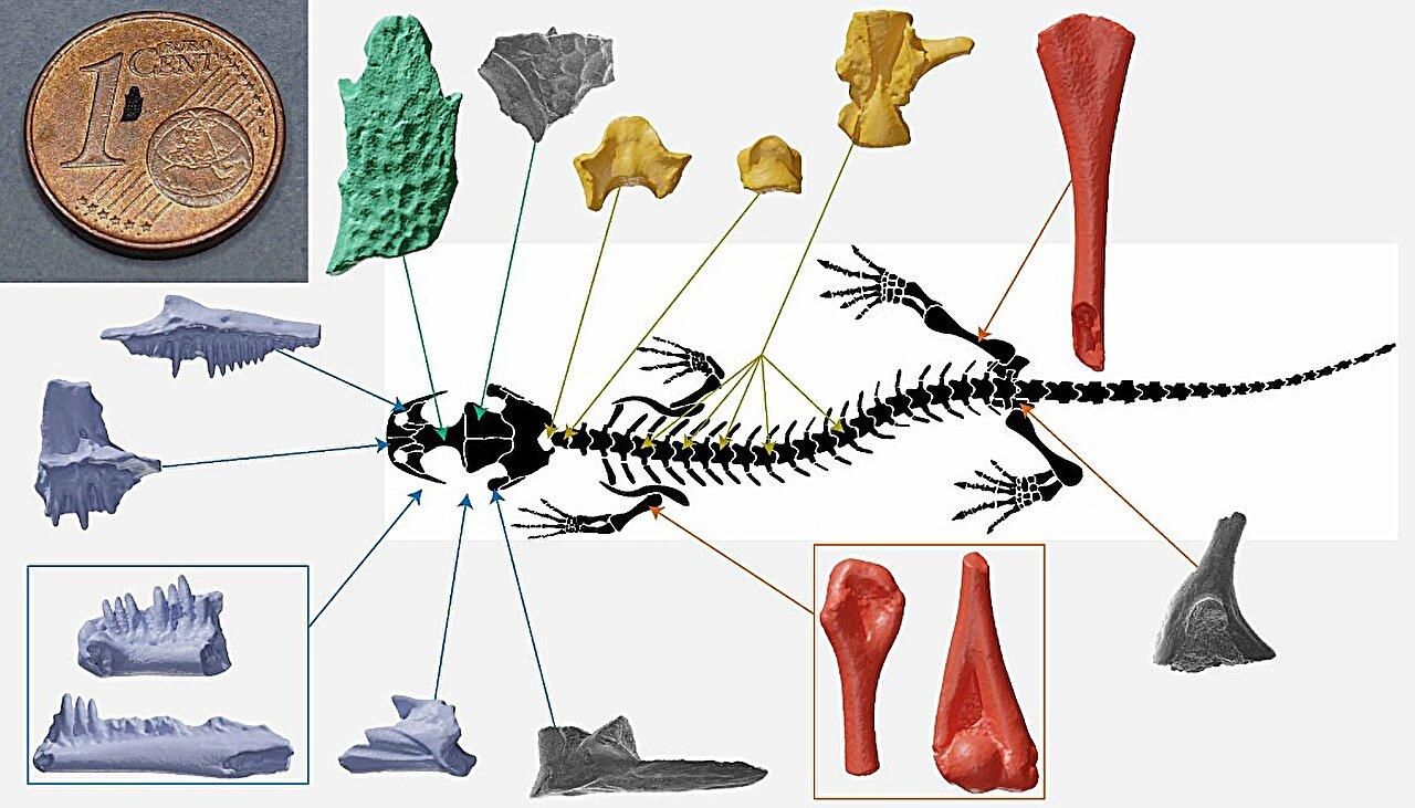 Huesos de 'Nabia civiscientrix' hallados en Lourinha