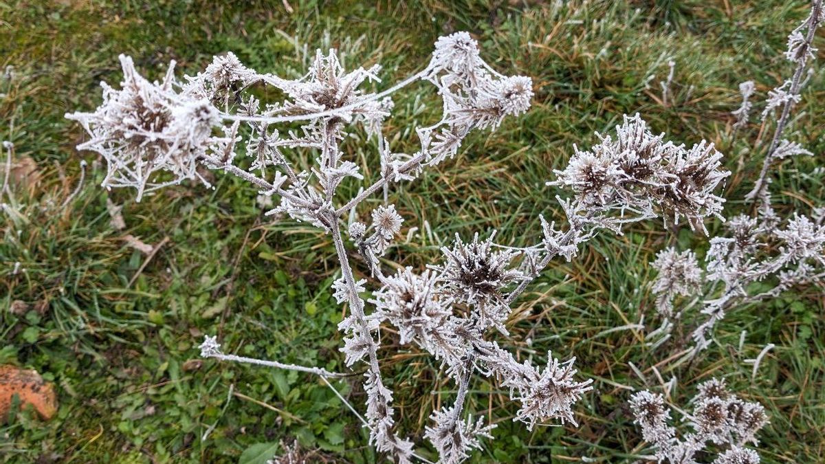 La cencellada pinta de blanco la comarca del Páramo leonés