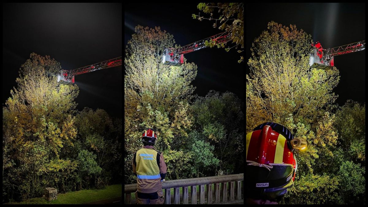 Retiran un enorme nido de avispa asiática en el paseo del río, junto a la estación de autobuses de León