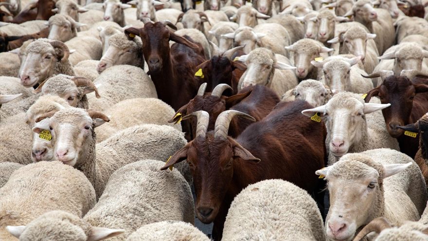 La comunidad científica alerta de que cada vez serán más frecuentes los brotes de enfermedades en animales