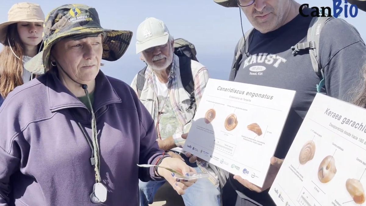 En busca de las chuchangas perdidas: hallan en Tenerife conchas de un caracol terrestre que se creía extinto
