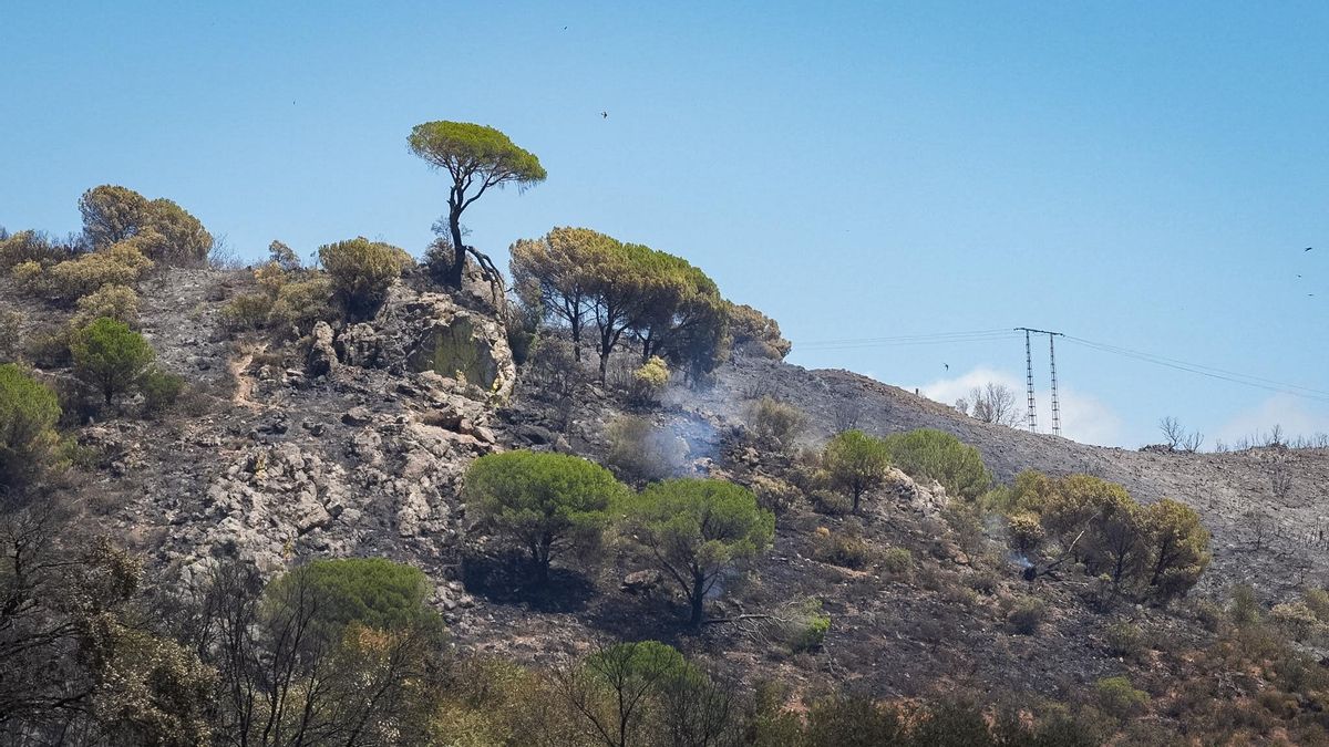 Terreno quemado por el incendio en la Sierra de Córdoba 