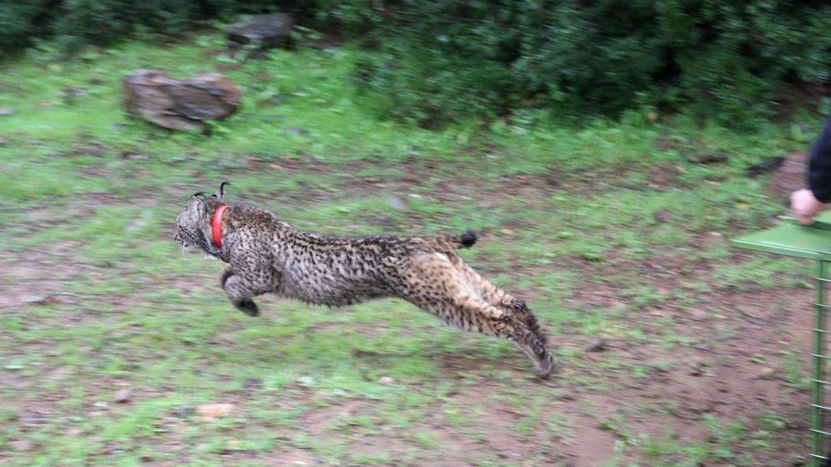 Hallan muerto en Torredelcampo el primer lince atropellado de 2018