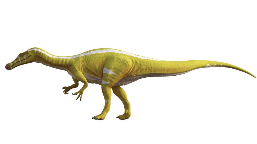 Descubren en Castellón un nuevo dinosaurio carnívoro, bautizado como 'Campeón'