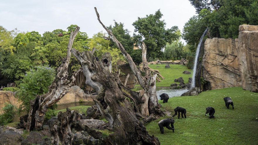Bioparc invertirá cerca de 64 millones en su ampliación para recrear la historia de la ruta de la Seda y la relevancia de València