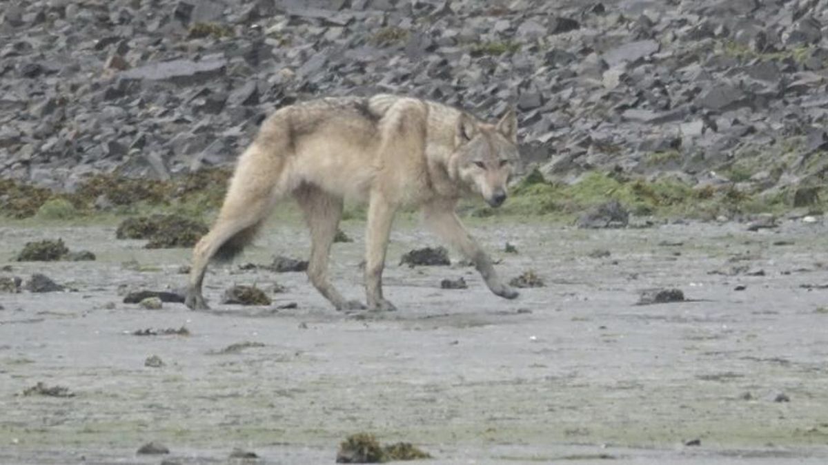 Los investigadores consideran que estos comportamientos se han reactivado