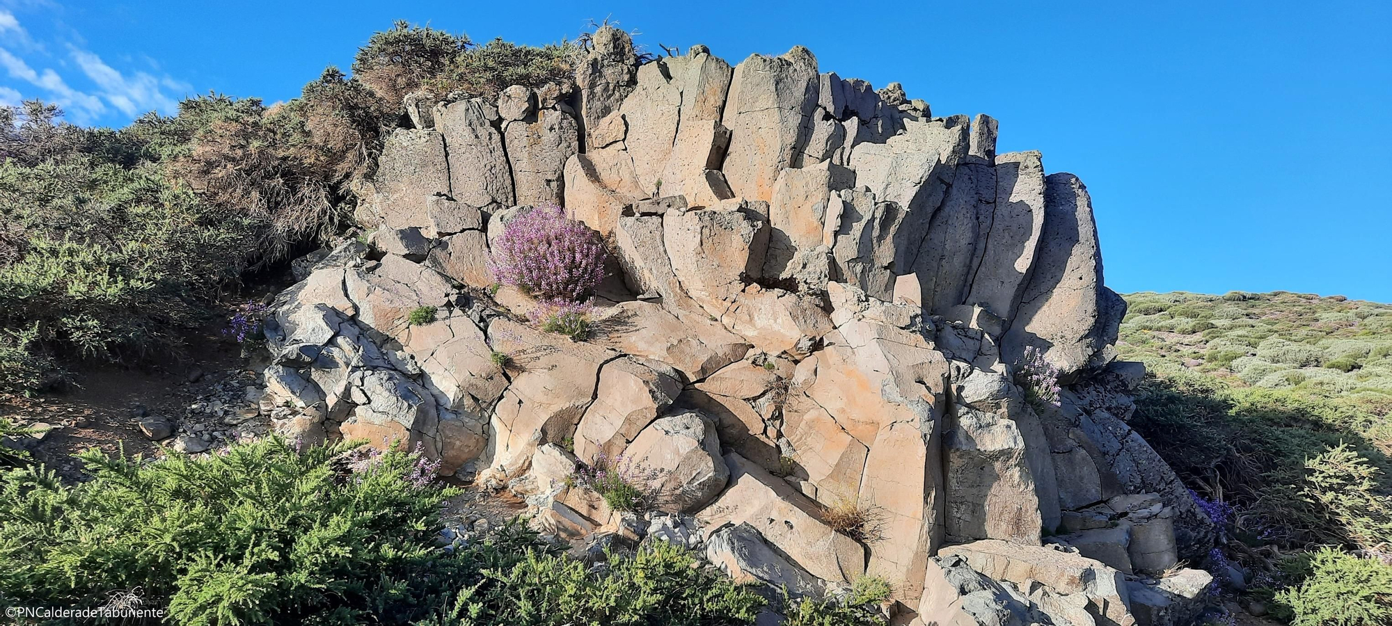 Las plantas en flor 'colonizan' las cumbres de La Palma y crean un entorno deslumbrante. En la foto, en las rocas, varios alhelíes (𝘌𝘳y𝘴𝘪𝘮𝘶𝘮 𝘴𝘤𝘰𝘱𝘢𝘳𝘪𝘶𝘮).