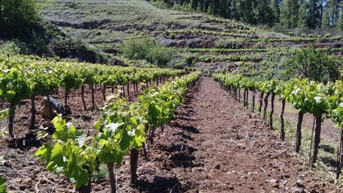 Canarias refuerza la recuperación y conservación de variedades de vid en La Palma
