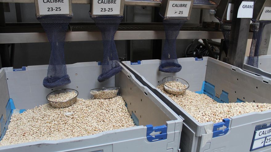 Clasificación de los pistachos