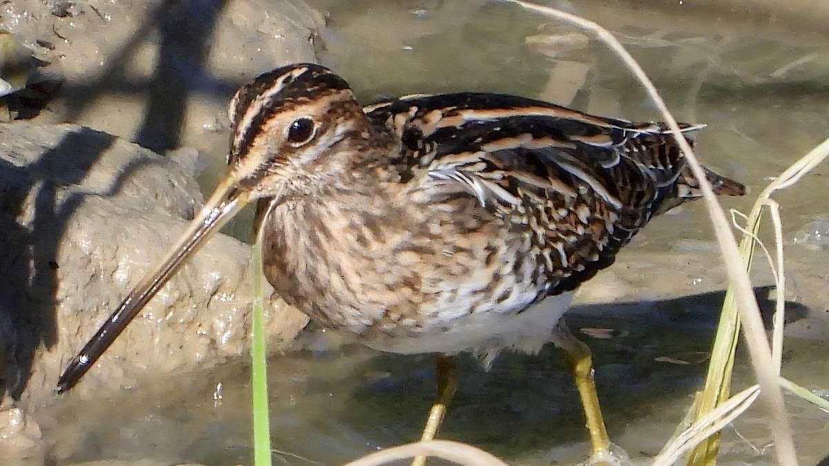 Agachadiza común. Pakito Tornado