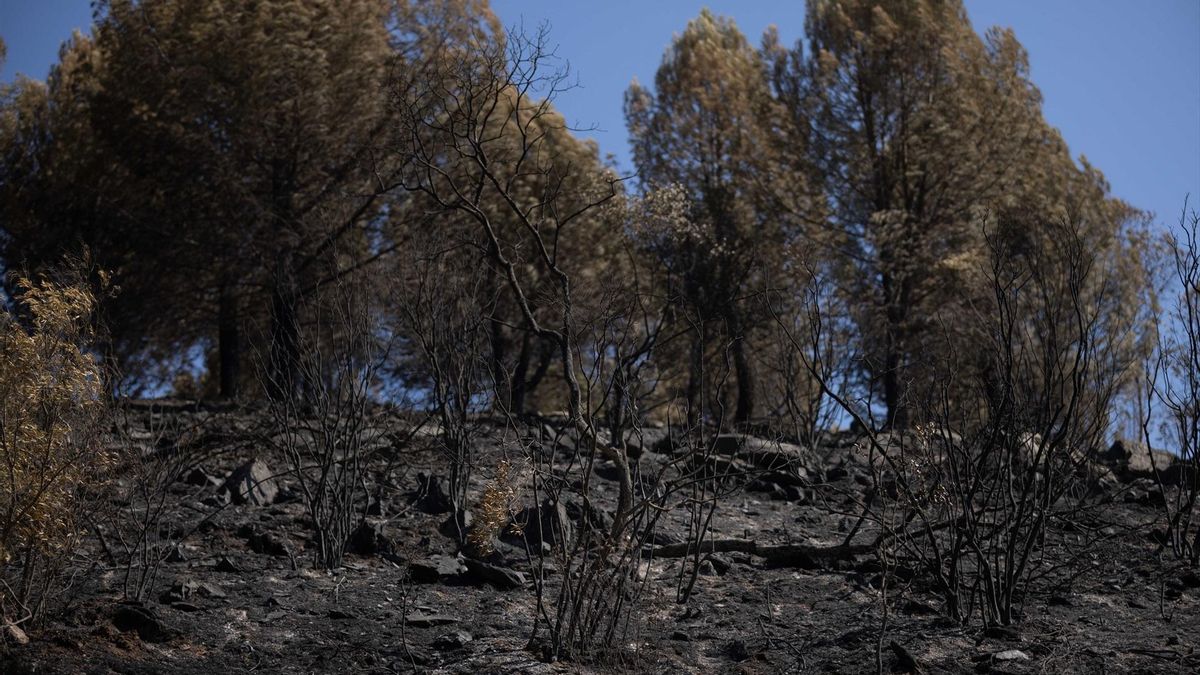 Berrocal, el centro del incendio de Niebla