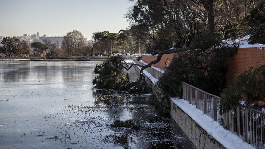 Pino caído sobre el lago helado de la Casa de Campo tras el paso de Filomena.