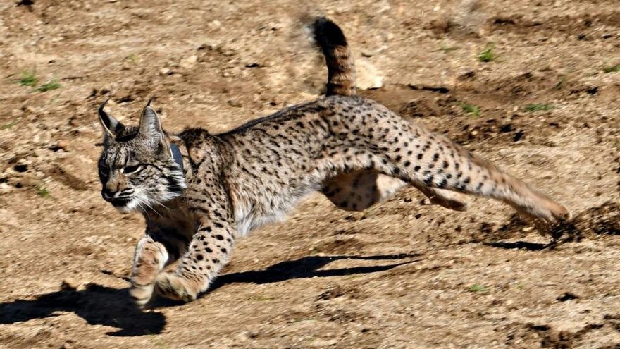 Diez años de los primeros linces liberados en Castilla-La Mancha: "Un hito para una especie que nunca debió desaparecer"