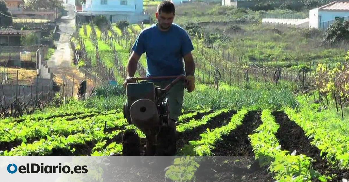 Mal agosto para la papa del país en Canarias mientras importadores y supermercados ‘abrazan’ la de fuera