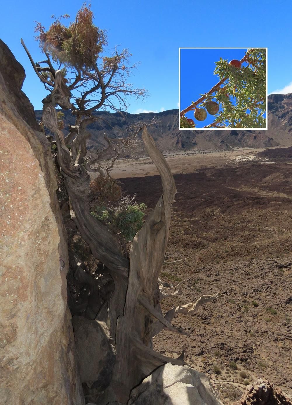 Fundación Endesa y el Cabildo de Tenerife presentan los primeros resultados de los proyectos para la conservación y protección del Parque Nacional del Teide.