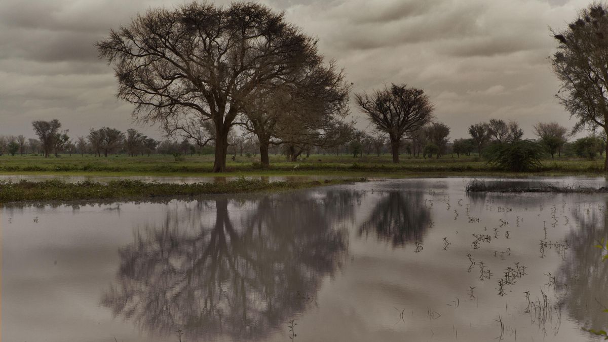 Malaria, la emergencia silenciosa