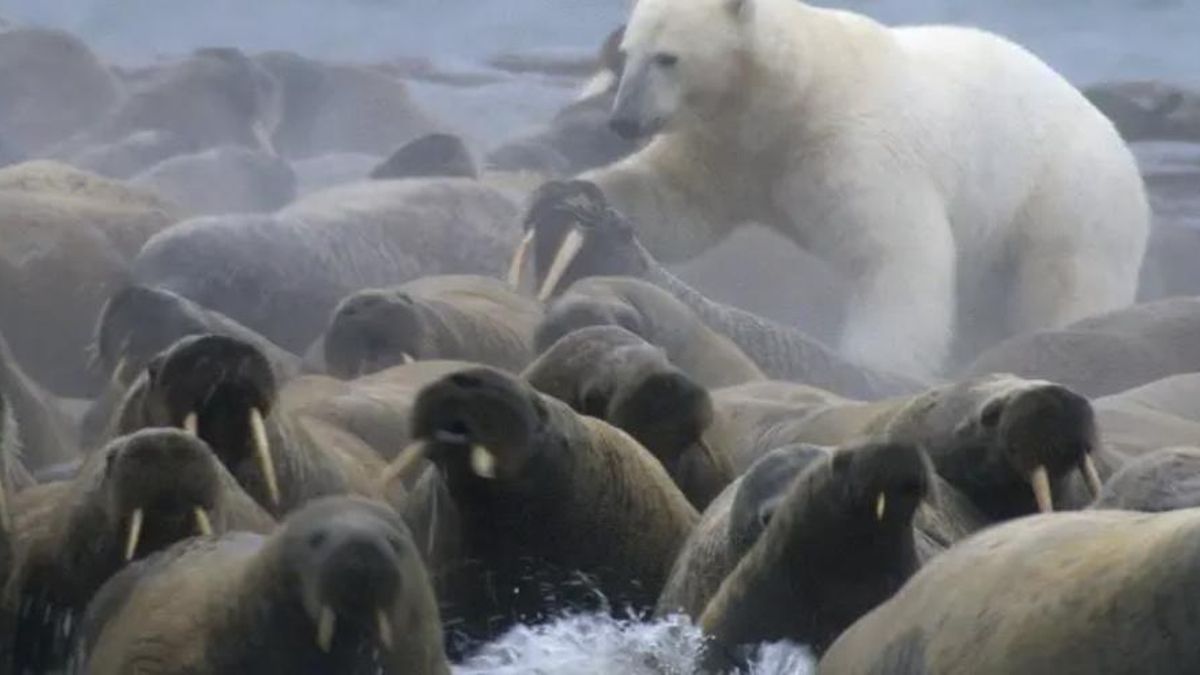 El cambio climático amplió estos comportamientos y abrió dudas sobre el futuro