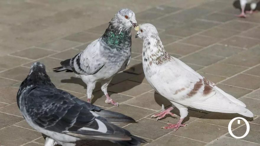 Un estudio revela cuáles son las aves más queridas y las más molestas de las ciudades españolas