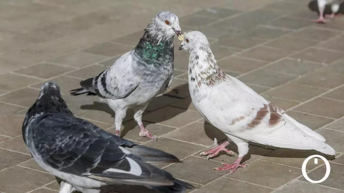 Puaj, ¡palomas!