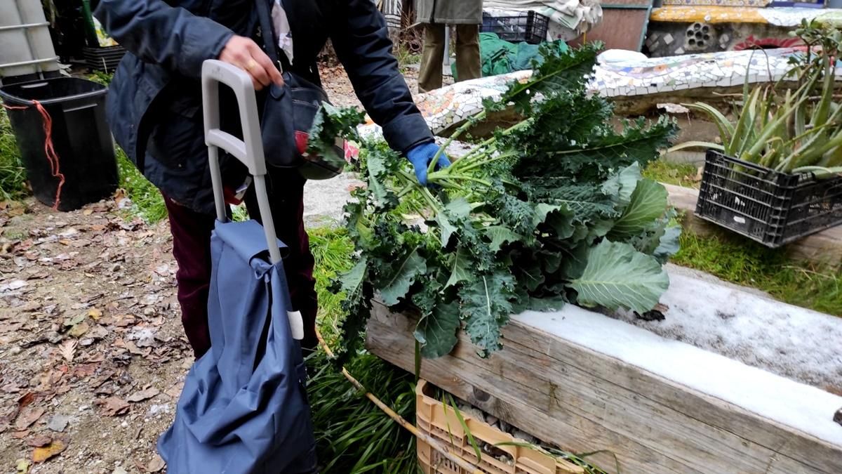 Cesta de la compra en el huerto