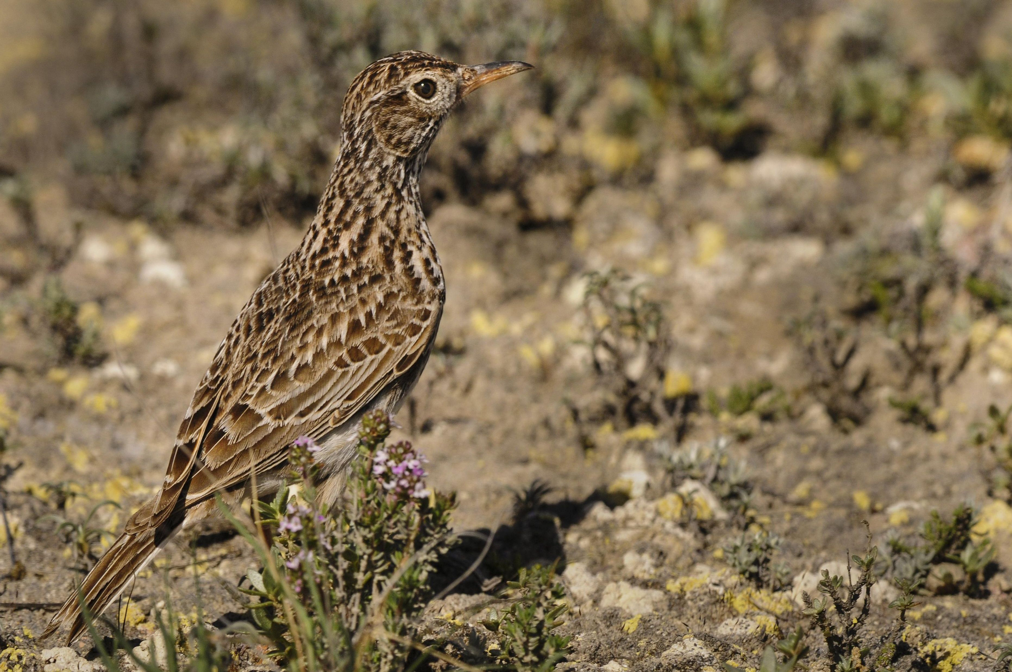 Una alondra ricotí en su hábitat habitual de yesos esteparios / Eduardo Viñuales.