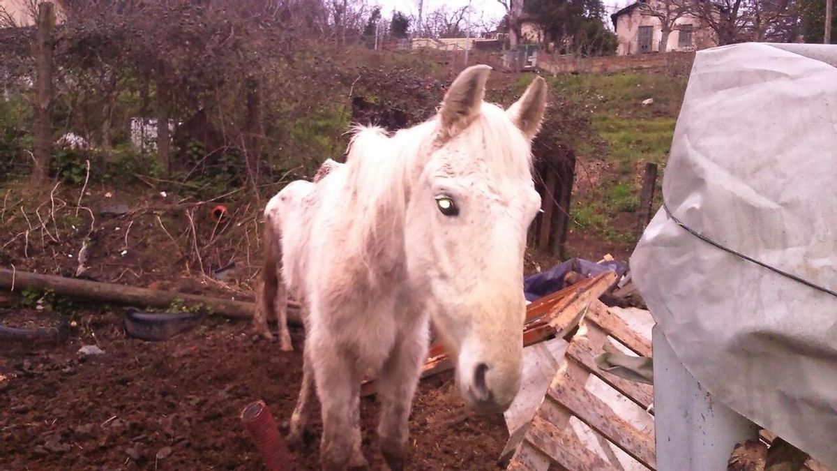 Retiran a una familia de Barakaldo tres yeguas y un burro maltratados, a petición de la asociación animalista APROVA