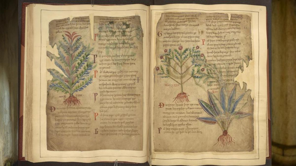 Manuscritos medievales como el manuscrito Cotton Vitelio C III destacan usos de hierbas que reflejan las tendencias actuales de bienestar.