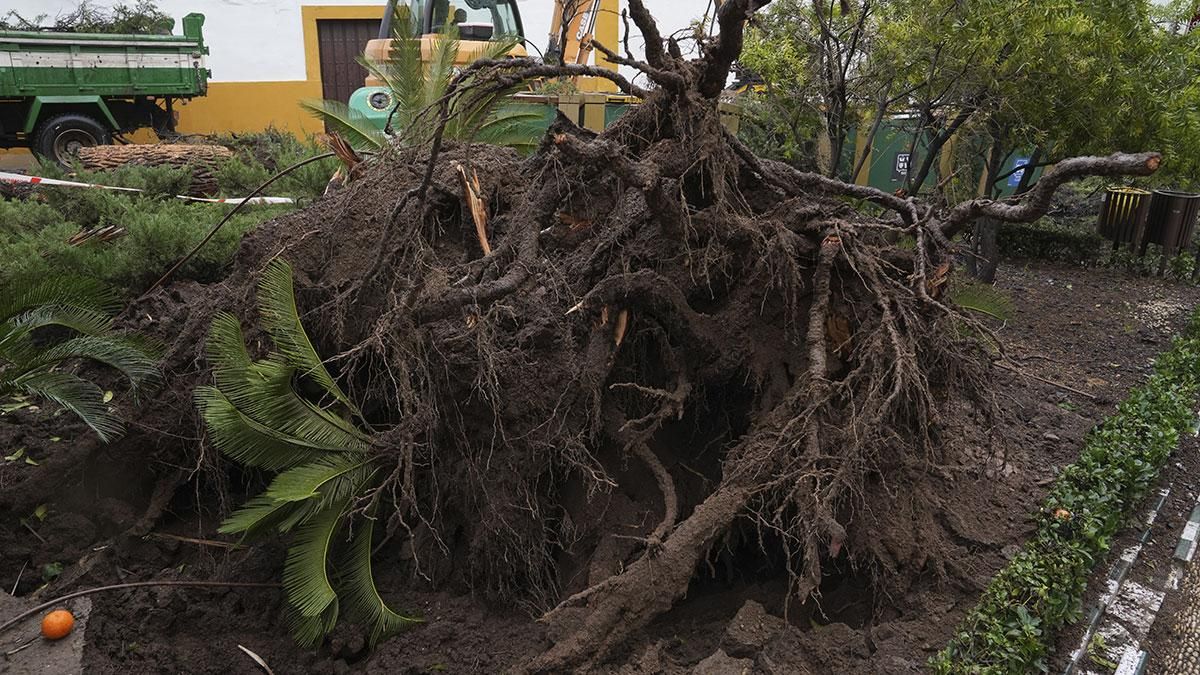 Árboles caídos por el viento en la plaza Cardenal Toledo