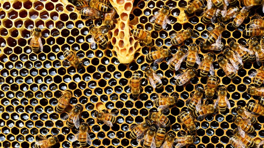 Las abejas demuestran una sorprendente habilidad arquitectónica al construir sobre cimientos mal hechos