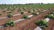 Los trabajadores agrarios podrán desplazarse por toda la región para garantizar la recogida de las cosechas